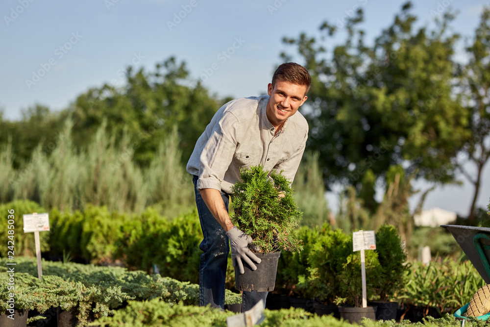 Fototapeta premium Guy gardener puts the seedlings in pots in a cart on the garden path in the wonderful nursery-garden on a sunny day