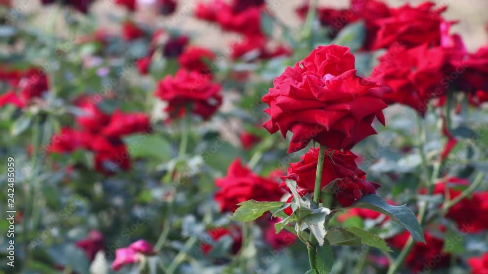 Beautiful red rose field Beautiful red rose field
