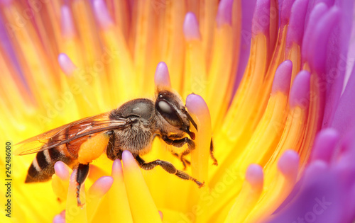 Bees and lotus