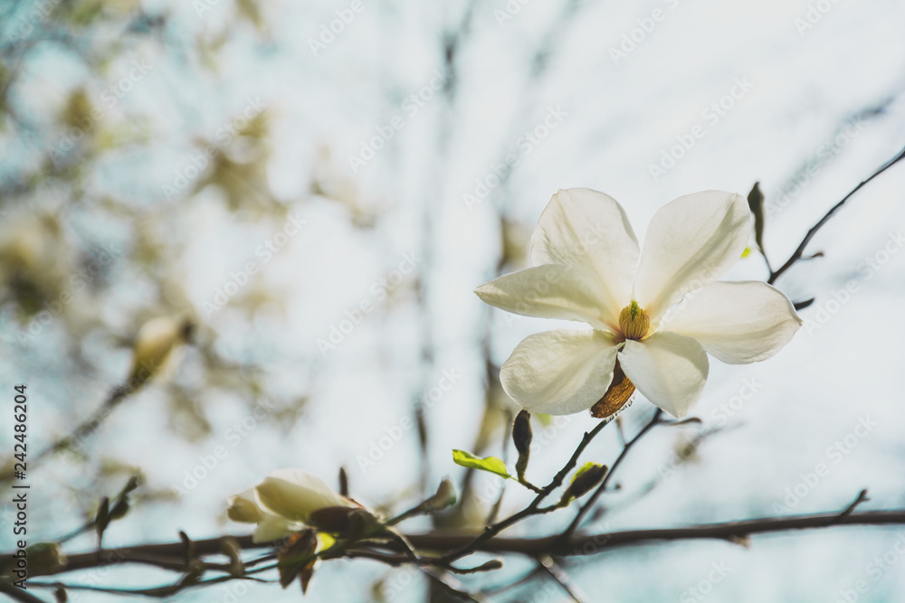 Blooming white magnolia tree in the spring on sky background. Selective focus. Toned Blooming white magnolia tree in the spring on sky background. Selective focus. Toned