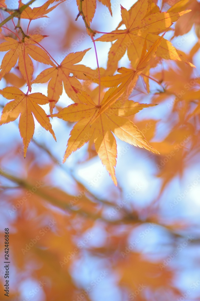 Macro details of vibrant colorful Japanese Autumn Maple leaves Macro details of vibrant colorful Japanese Autumn Maple leaves