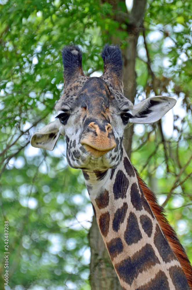 Obraz premium Close up of a giraffe face looking straight forward with peach nose, big black eyes with long lashes, mottled hump, white cocked ears, and long black nobs on head with trees and leaves in background.