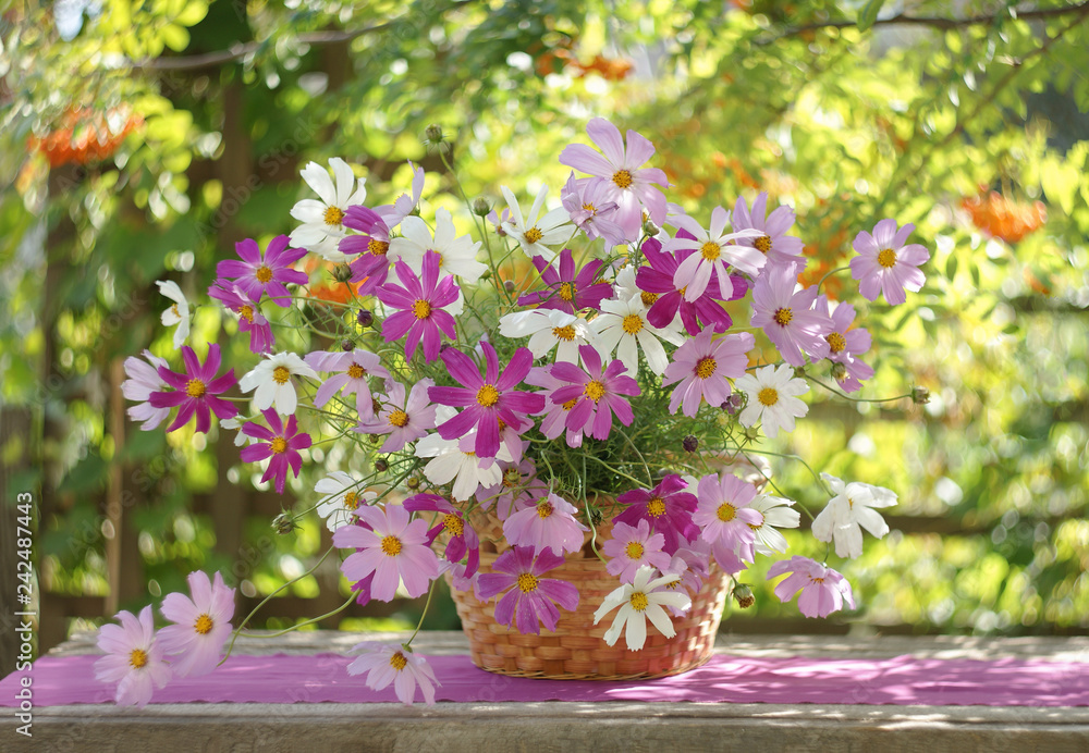 still life in a sunlit garden with a bunch of cosmos in a basket