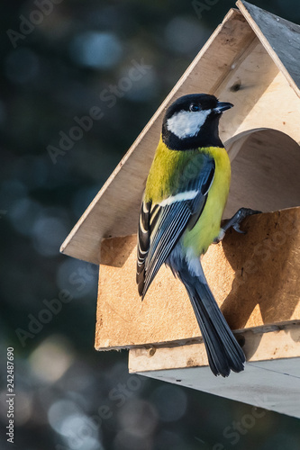 A small yellow tit sits on a yellow bird and squirrel feeder house from plywood in the park