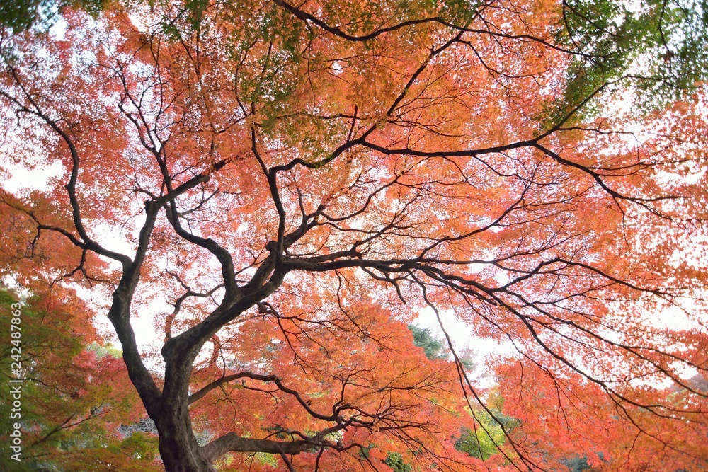 Wide angle landscape of colorful Japanese Autumn Maple tree Wide angle landscape of colorful Japanese Autumn Maple tree