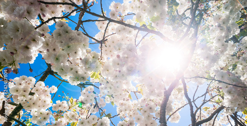 Panorama Cherry blossom tree in bloom during spring season, lens flare  clouds effect