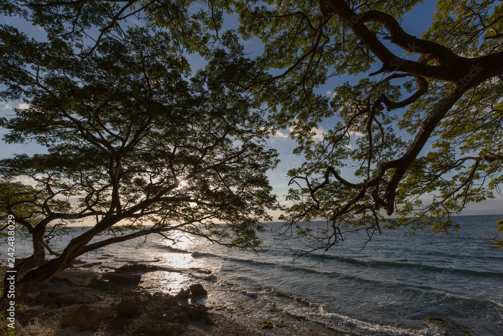 tree at a tropical beach with sun light reflection in water and sun back light the tree in a tranquil scene 