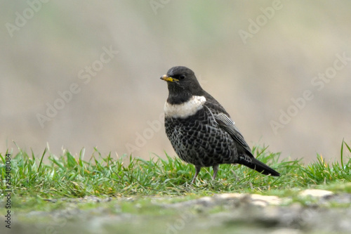 Ring Ouzel on the ground photo