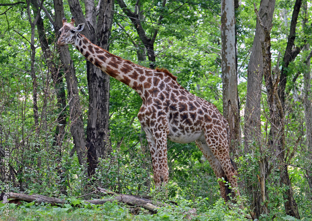 Full close up of female giraffe with big black eyes, long brown and black nobs on head, red mane, starburst black and chestnut spots, and white belly standing eating sprouts off a tree branch. Full close up of female giraffe with big black eyes, long brown and black nobs on head, red mane, starburst black and chestnut spots, and white belly standing eating sprouts off a tree branch.