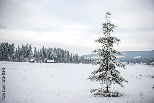 samotny świerk photo