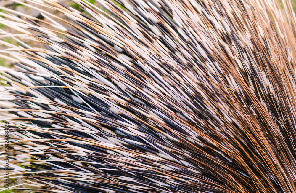 Big porcupine quills Stock Photo