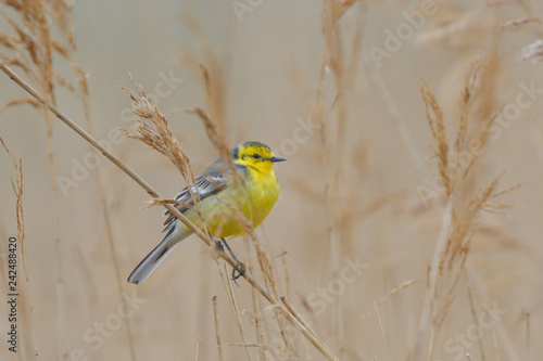 Citrine wagtail on the ground photo