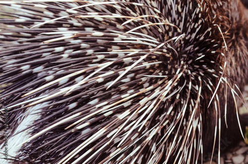 Big porcupine quills