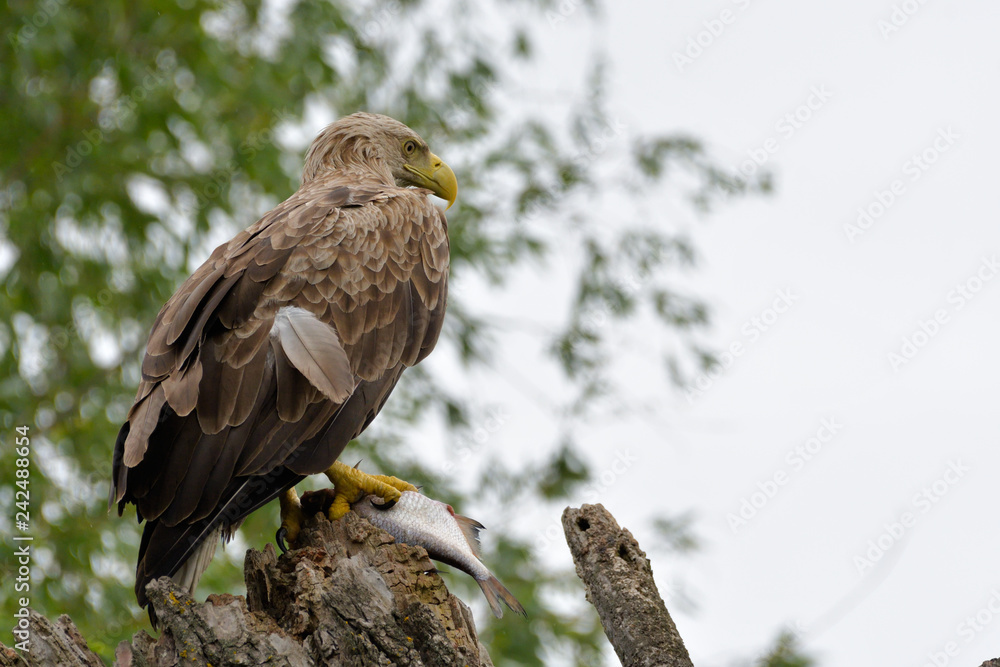 White Tailed Eagle on a branch White Tailed Eagle on a branch