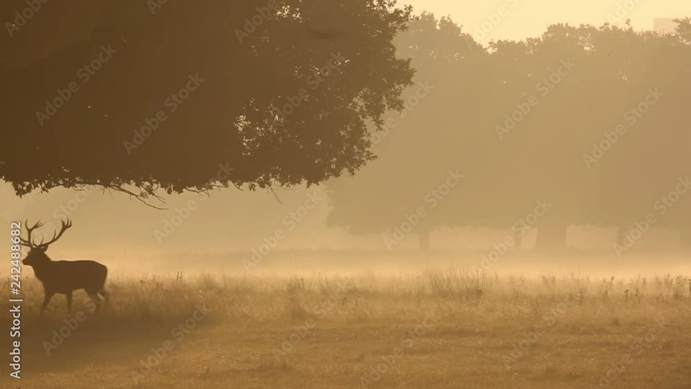 Red deer in Richmond Park, London during the rutting season. Red deer in Richmond Park, London during the rutting season.