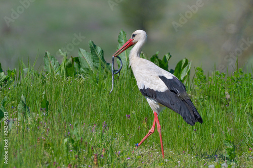 Fotografie White stork eating a snake