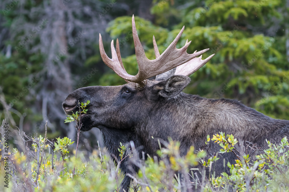 Shiras Moose in the Rocky Mountains of Colorado Shiras Moose in the Rocky Mountains of Colorado