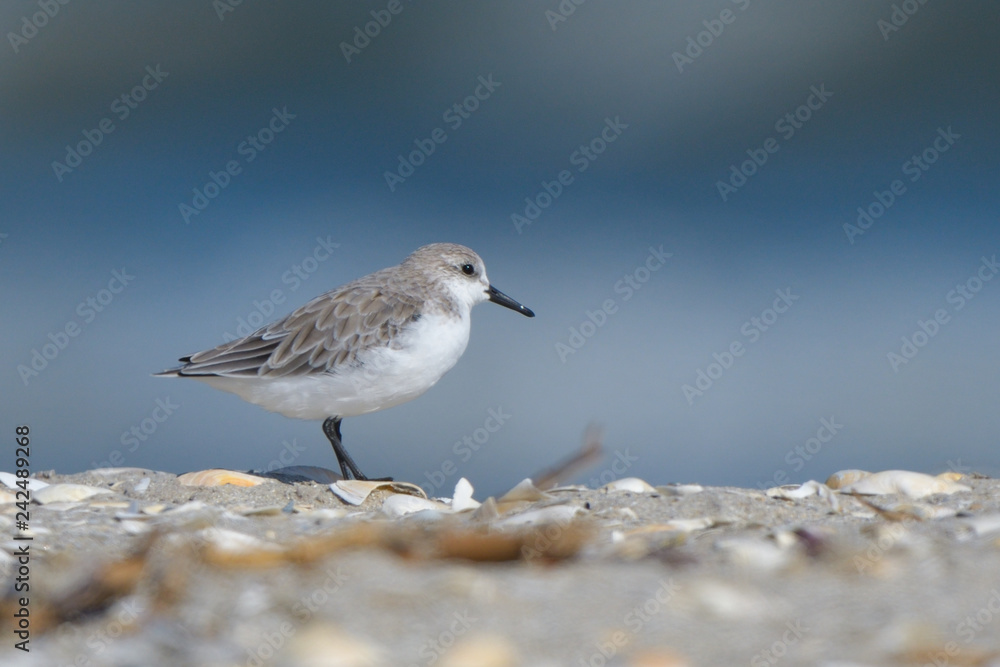 Sanderling Sanderling