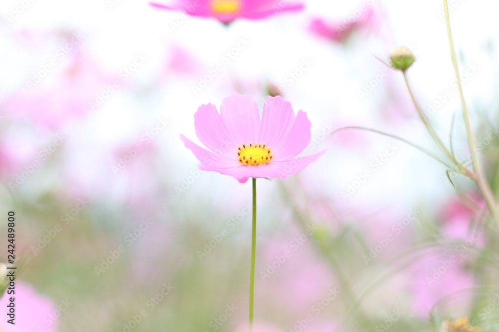 flower flower