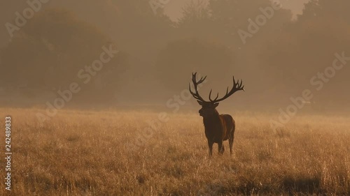 Red deer in Richmond Park, London during the rutting season. photo