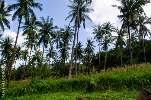 Palm tree forest in Koh Tao.