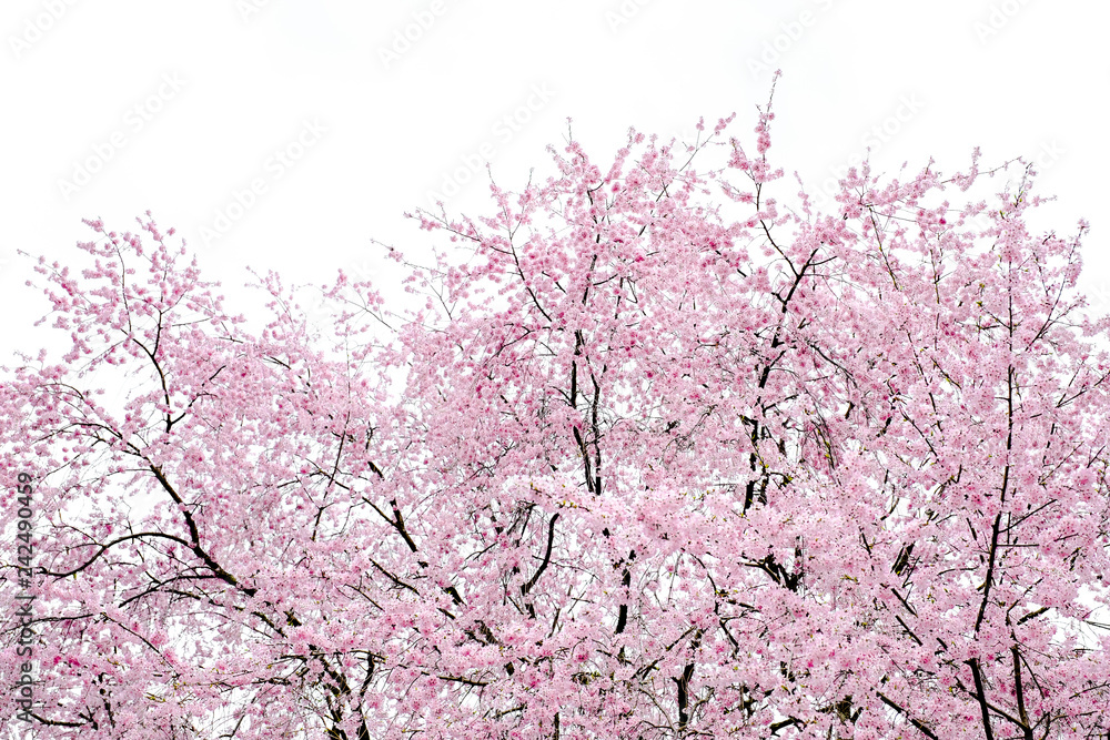 Sakura cherry blossoms branches against white isolated sky background, sunshine to sakura branches look warm to soft pink color in spring season in morning ,Japan.