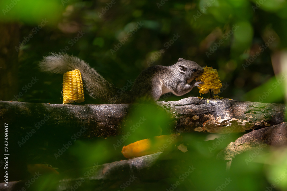 Thai common squirrel on feeding perch enjoy eating a corn Thai common squirrel on feeding perch enjoy eating a corn