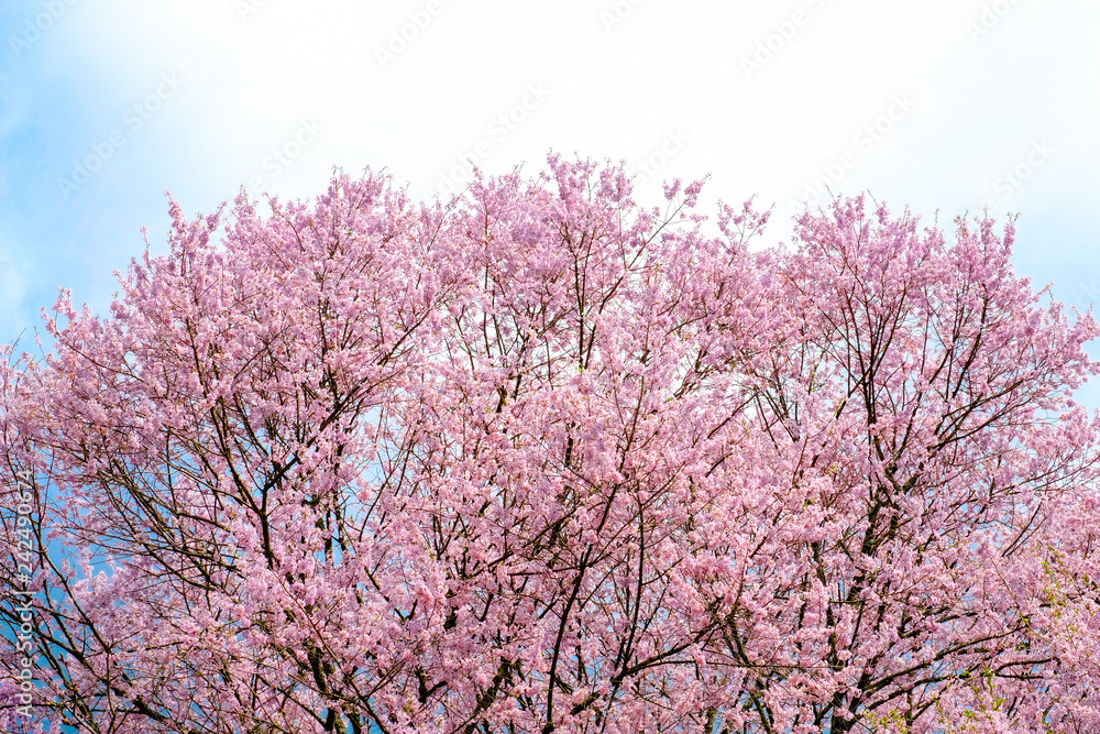 Sakura cherry blossoms branches against white isolated sky background, sunshine to sakura branches look warm to soft pink color in spring season in morning ,Japan. Sakura cherry blossoms branches against white isolated sky background, sunshine to sakura branches look warm to soft pink color in spring season in morning ,Japan.
