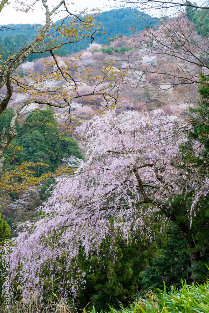 Sakura cherry blossom soft focus to branches in front ,the big hillside sakura trees , Sakura trees full bloom at Mount Yoshinoyama in Nara ,Japan's most famous cherry blossom viewing spot. Sakura cherry blossom soft focus to branches in front ,the big hillside sakura trees , Sakura trees full bloom at Mount Yoshinoyama in Nara ,Japan's most famous cherry blossom viewing spot.
