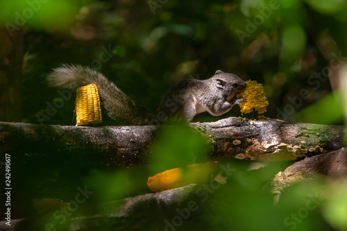 Thai common squirrel on feeding perch enjoy eating a corn