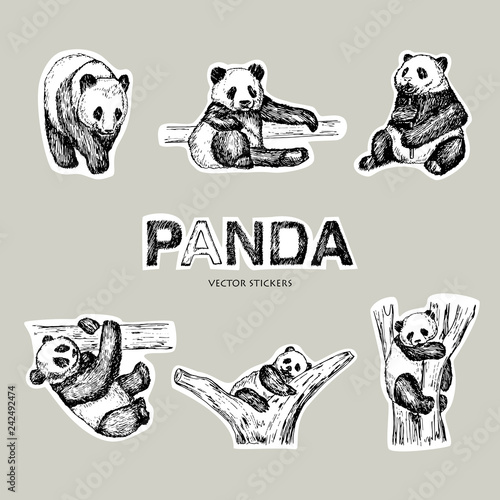 Vector illustration. Pen style drawn vector panda bear. Stickers design.