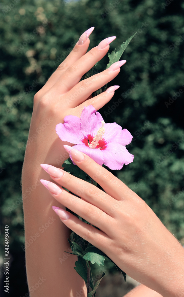 Fototapeta premium Long French nails with white manicure on a woman's hand.