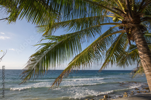 Coconut Palm tree at the sea shore beach an tropical idyll with breaking waves under a blue sky on a beautiful vacation 