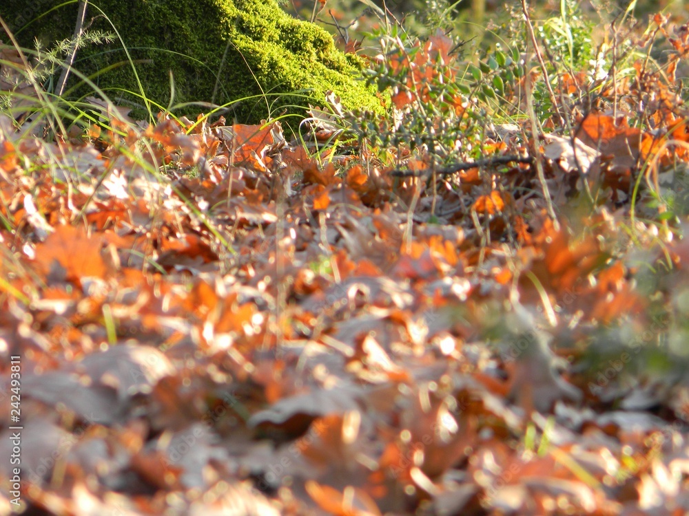 A lichen covered tree trunk with the blurred image of autumn fallen leaves in the foreground (reverse bokeh), Tirana, Albania A lichen covered tree trunk with the blurred image of autumn fallen leaves in the foreground (reverse bokeh), Tirana, Albania