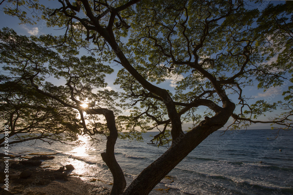 tree at a tropical beach with sun light reflection in water and sun back light the tree in a tranquil scene tree at a tropical beach with sun light reflection in water and sun back light the tree in a tranquil scene