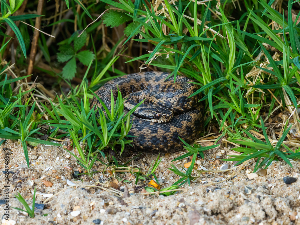Fototapeta premium Adder Snake curled up. Basking.