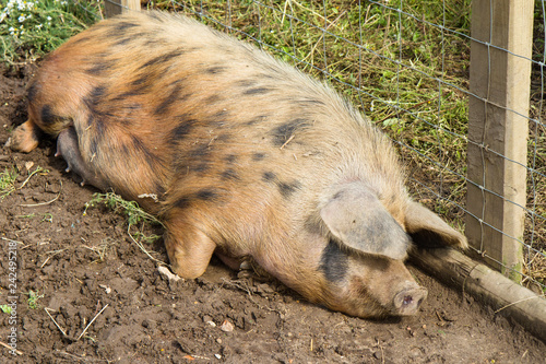 Картината върху платно Hairy Pig at Quarr Abbey, Isle of Wight, UK