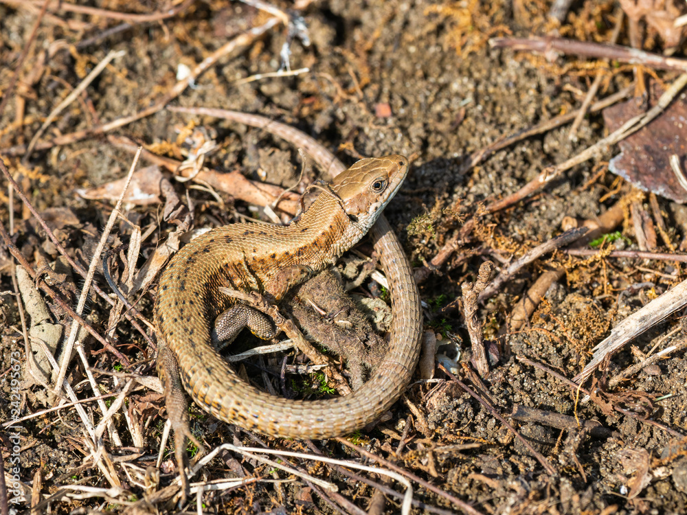 Common lizard (Lacerta Zootoca vivipara) stationary on grass bank Common lizard (Lacerta Zootoca vivipara) stationary on grass bank