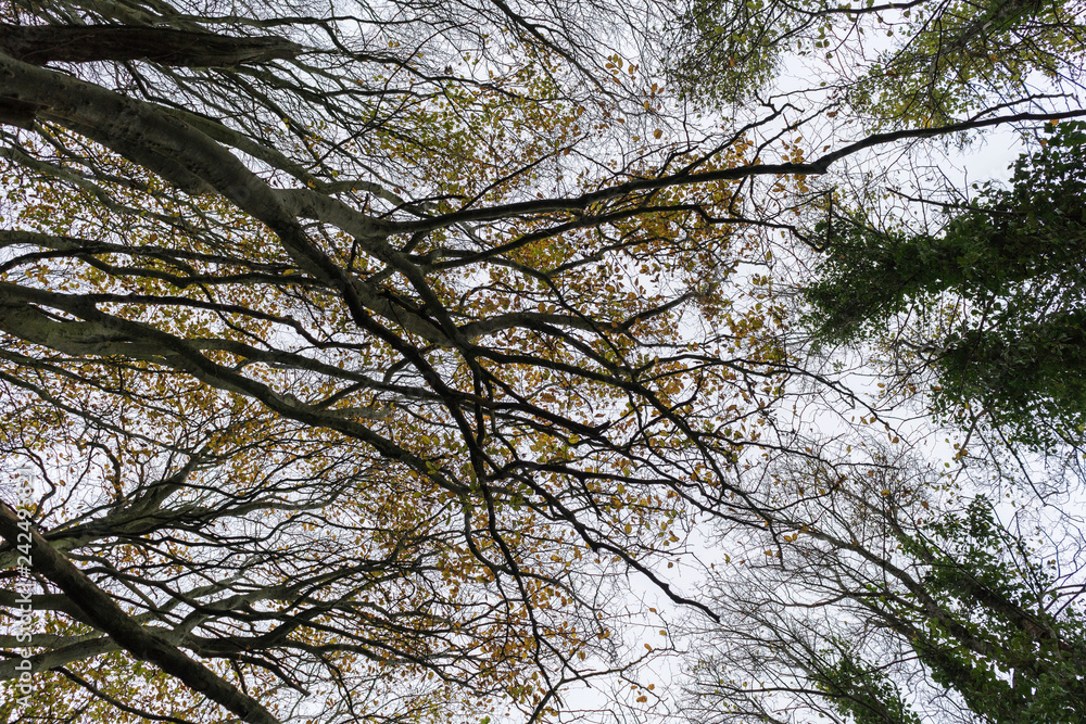 Looking up, Friston Forest, East Sussex, UK Looking up, Friston Forest, East Sussex, UK