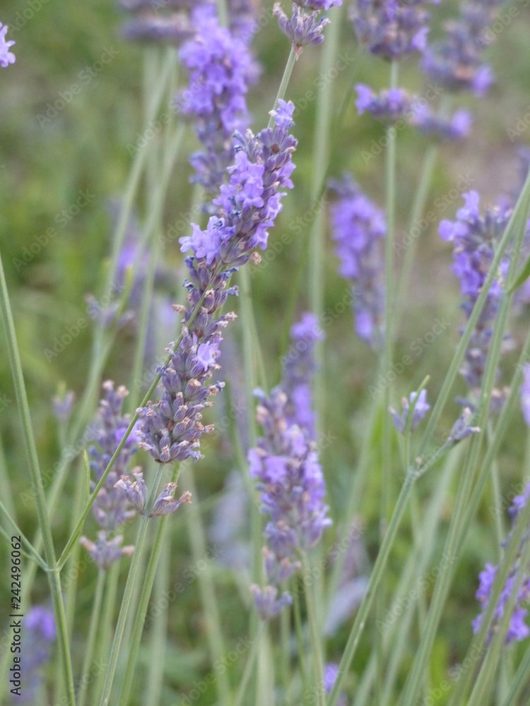 Naklejka premium provence lavande