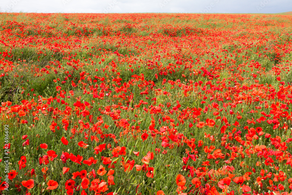Poppy field, South Heighton, Newhaven, East Sussex, UK