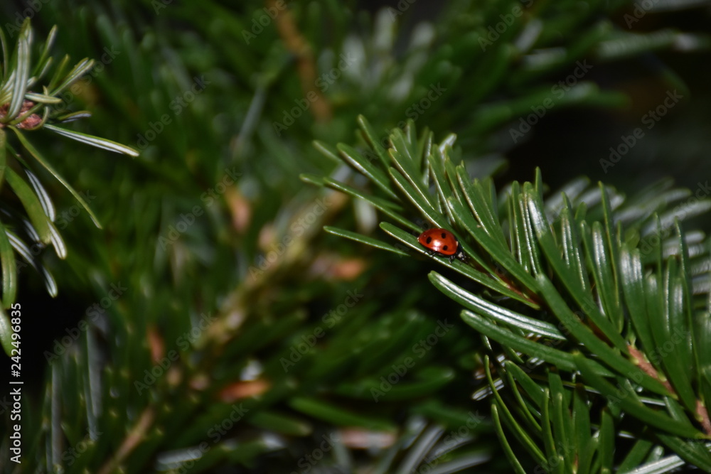 Fototapeta premium Boże Narodzenie, choinka, jodła, gałąź, igły, biedronka, chrząszcz, pełzanie, mucha, orientacja, zimowanie, ciepło, ciepło, wakacje, drzewo, drzewo iglaste