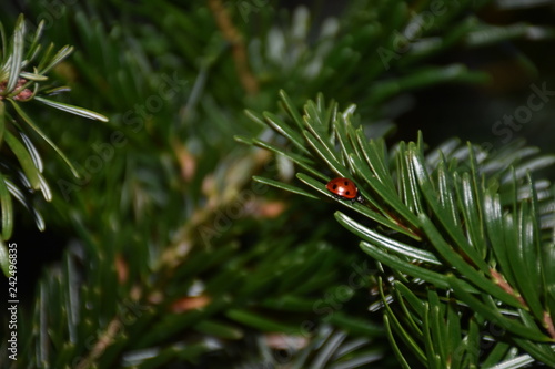 Weihnachten, Christbaum, Tanne, Ast, Nadeln, Marienkäfer, Käfer, krabbeln, fliegen, Orientierung, überwintern, warm, Wärme, Feiertag, Baum, Nadelbaum