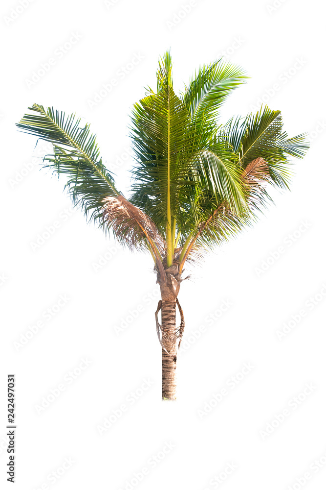 Asian trees isolate on white background Asian trees isolate on white background