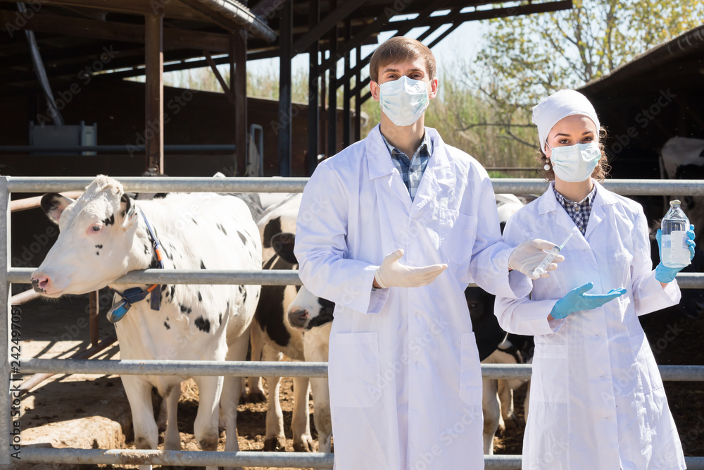 Two veterinarians in the cowshed.