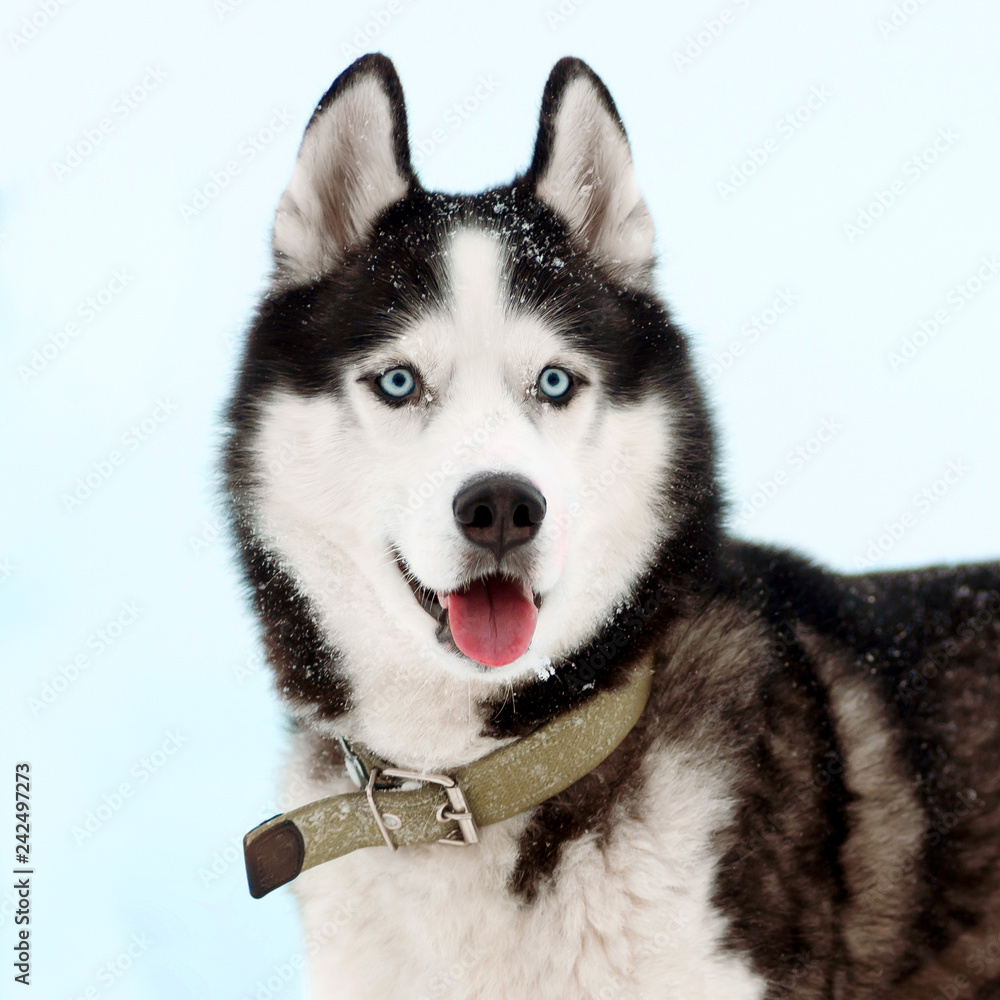 Portrait of Siberian Husky black and white colour with blue eyes outdoors  in winter. A pedigreed purebred dog Stock Photo | Adobe Stock