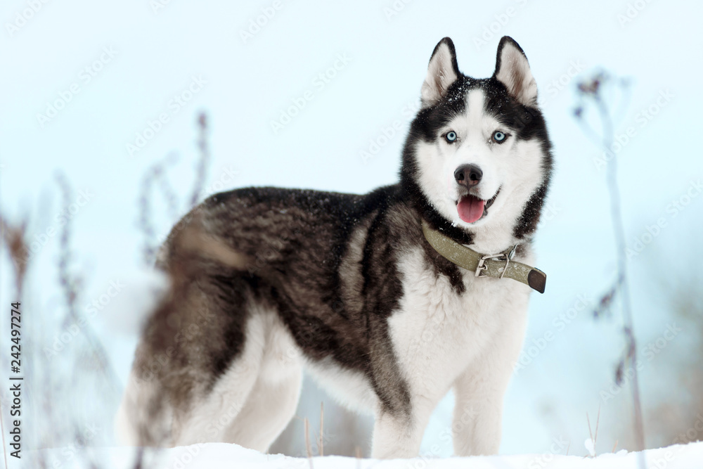 Portrait of Siberian Husky black and white colour with blue eyes outdoors in winter. A pedigreed purebred dog