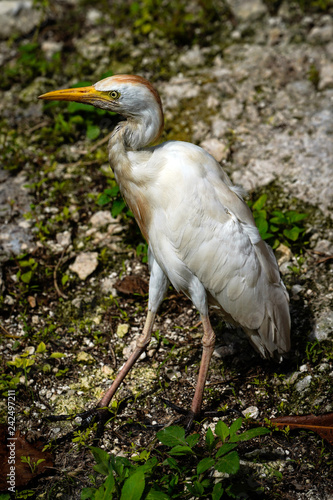 Tropical Cattle Egret