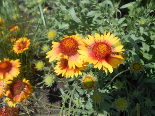 yellow flowers in the garden