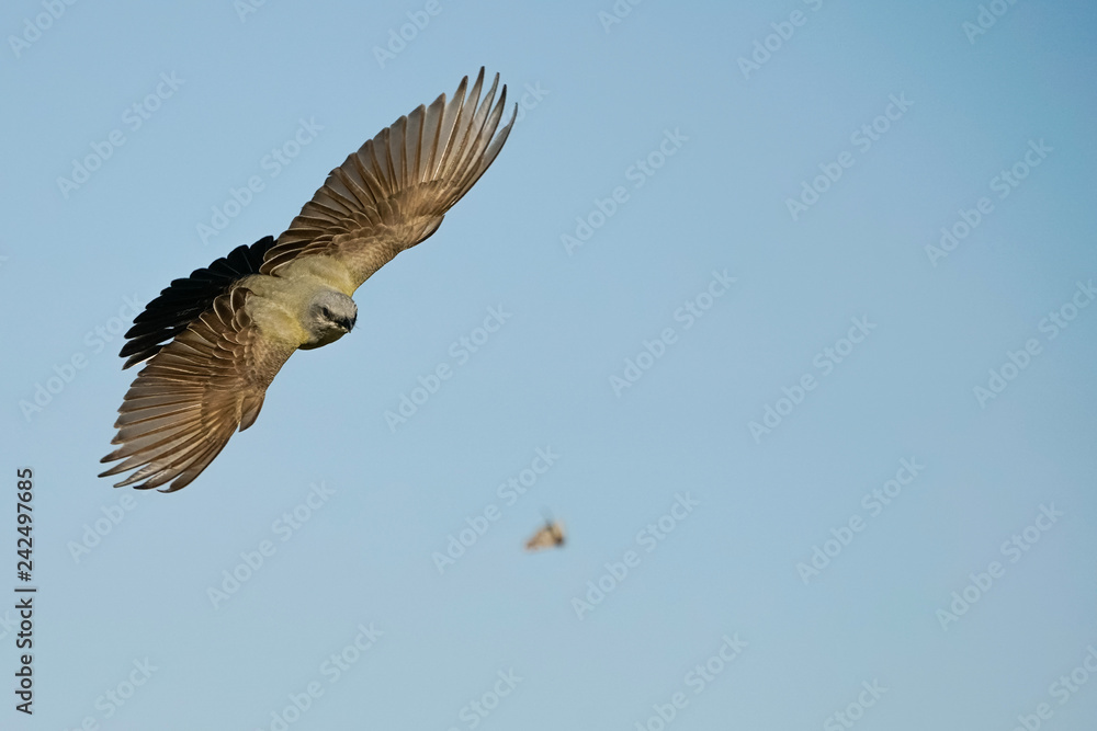 Fototapeta premium Western Kingbird Hunting
